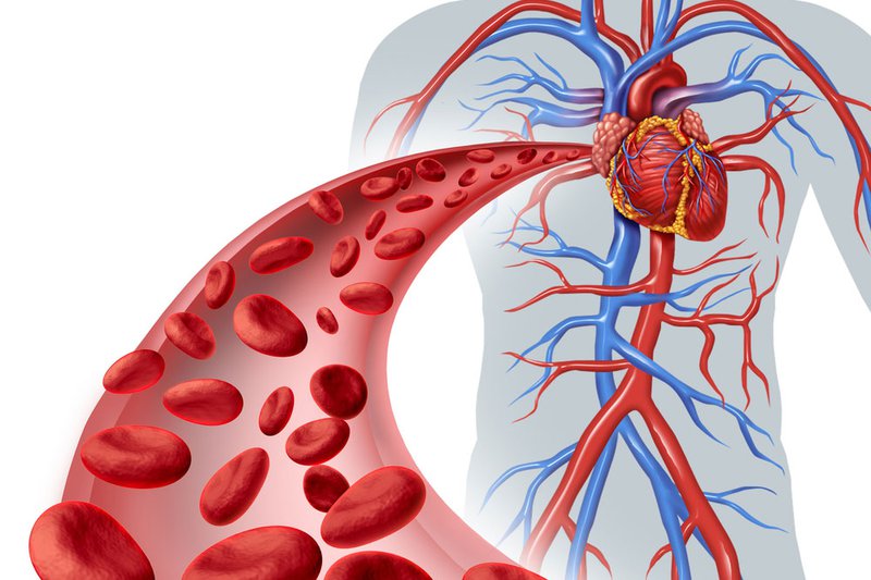 Cấu tạo cơ thể & cách sử dụng đúng: Động mạch & Tĩnh mạch